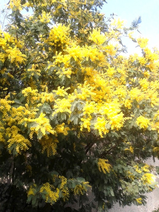 mimosas2014  jardin